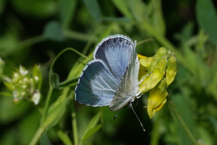 Celastrina argiolus?  S